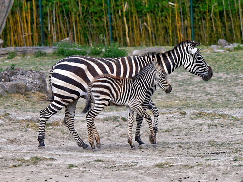 Nachwuchs bei den Böhmzebras