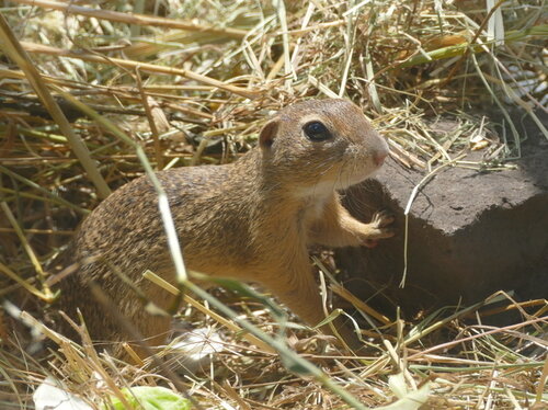 Erneut Europäische Ziesel ausgewildert