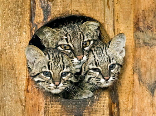 Nachwuchs bei den Salzkatzen