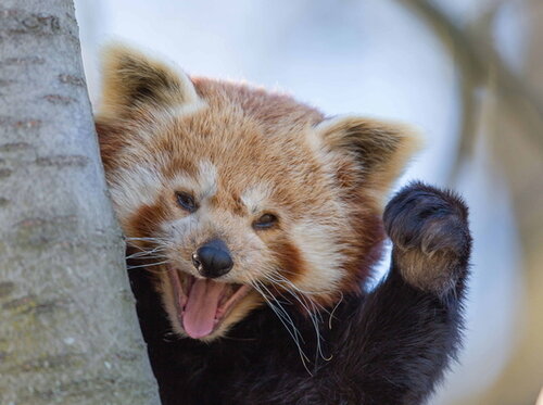 50-Roter Panda_500x374.jpg