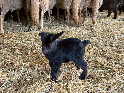 Neujahrs-Jungtiere 2024 im Opel-Zoo