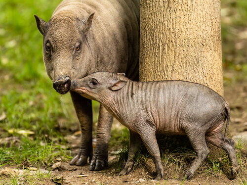 Artenschutz im Opel-Zoo (4)