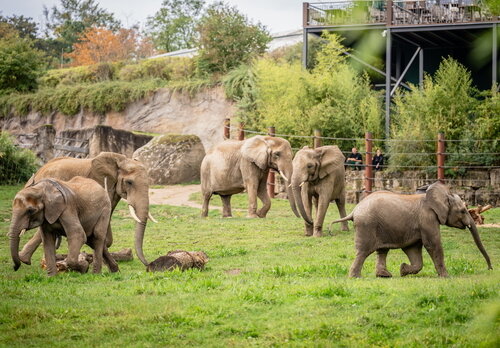 Jahrespressekonferenz im Opel-Zoo