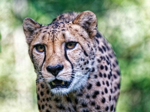 Räuber und Beute: Wettrüsten im Tierreich