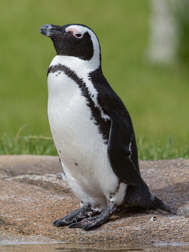 Brillenpinguin-Opel-Zoo hochformat web.jpg