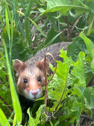 Feldhamster Auswilderung 2022-05-31_Opel-Zoo hochformat web.jpg