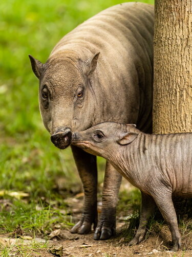 Hirscheber-ad_juv-HD hochformat web.jpg