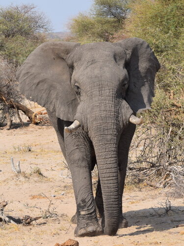 Afrikanischer Elefant_Opel-Zoo hochformat web.jpg