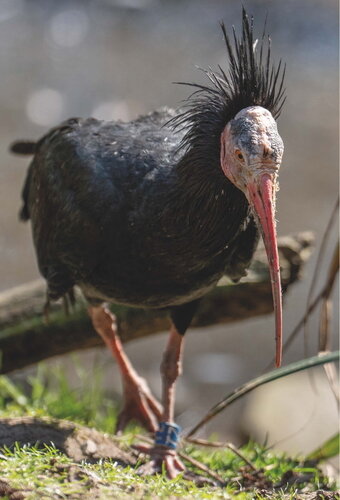 Waldrapp hochformat web 2.jpg