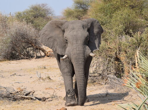 Artenschutz im Opel-Zoo (5)