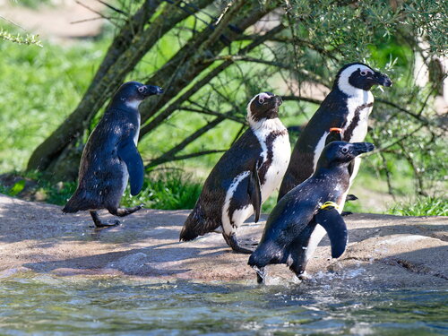 World Species Congress am 15.5.24