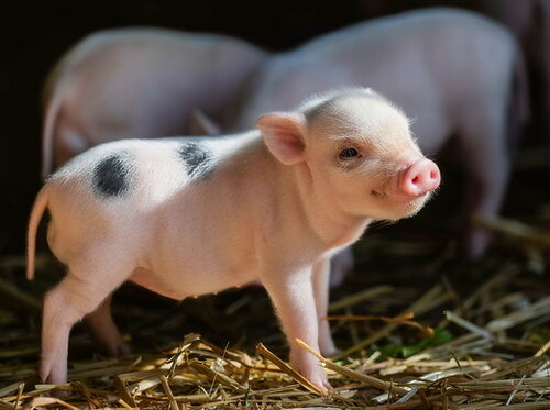 Jungtiere im Opel-Zoo