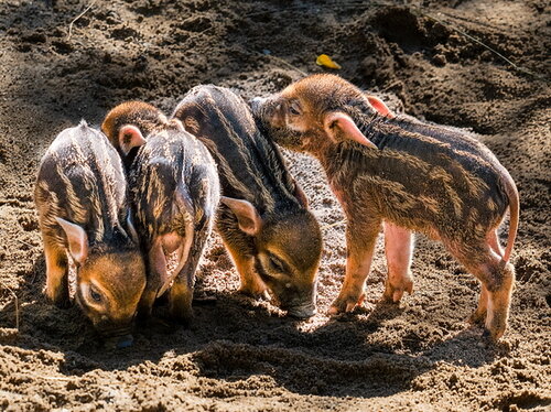 Jungtiere im Opel-Zoo
