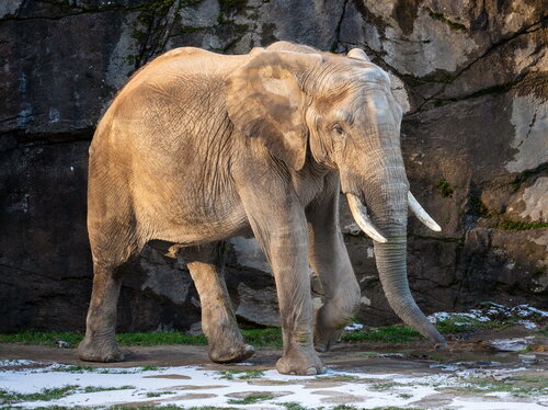 Maul- und Klauenseuche