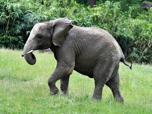 Jahrespressekonferenz im Opel-Zoo