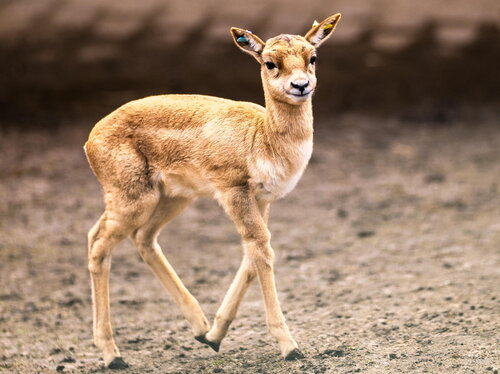 Nachwuchs bei den Hirschziegenantilopen