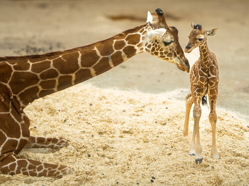Giraffen-Nachwuchs im Opel-Zoo