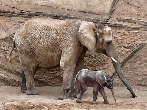 26-Afr Elefanten Kariba_Kaja 2025.06.12 GvO.jpg