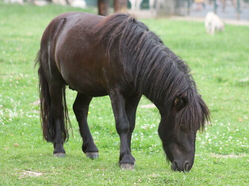 Pony_dunkel_080809 (2).jpg