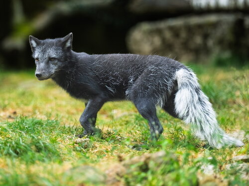 Einfluss des Klimawandels