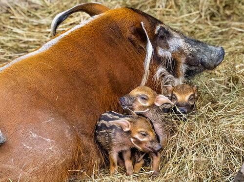 Nachwuchs bei den Pinselohrschweinen