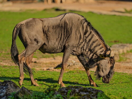 Forschung im Zoo: Nächtliches Verhalten afrikanischer Huftiere