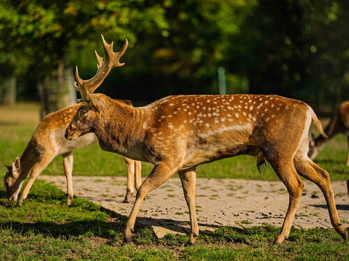 Herbstferien im Opel-Zoo