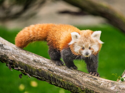 Nachwuchs im Opel-Zoo