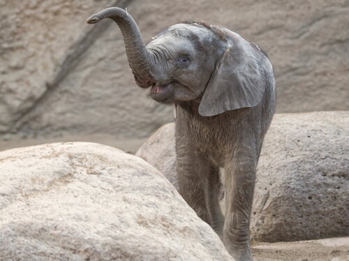 Das Leben in den Tierhäusern