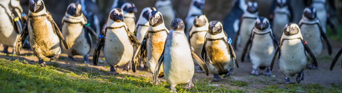 Brillenpinguine-2023.01.13.-HD 1400.jpg