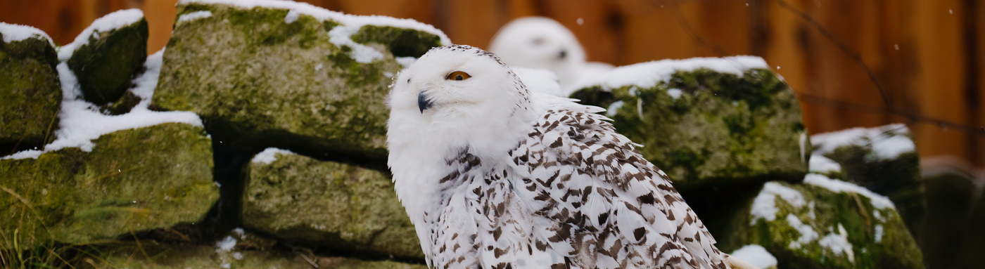 Schnee-Eule-2022-12-14-HD 1400.jpg