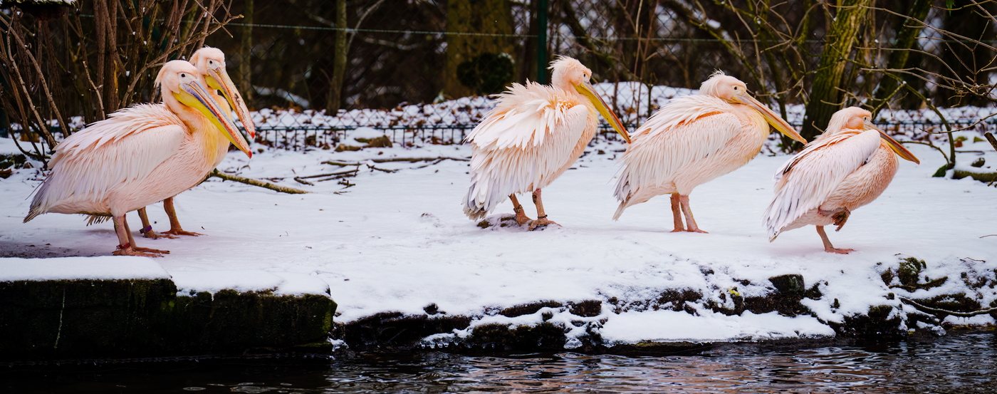 Rosapelikan-2022-12-14-HD 1400.jpg