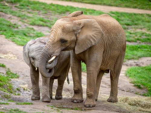 21-Afrikanische Elefanten Neco;Kariba_Opel-Zoo.jpg