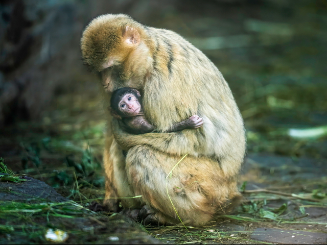 Jungtiere im Opel-Zoo