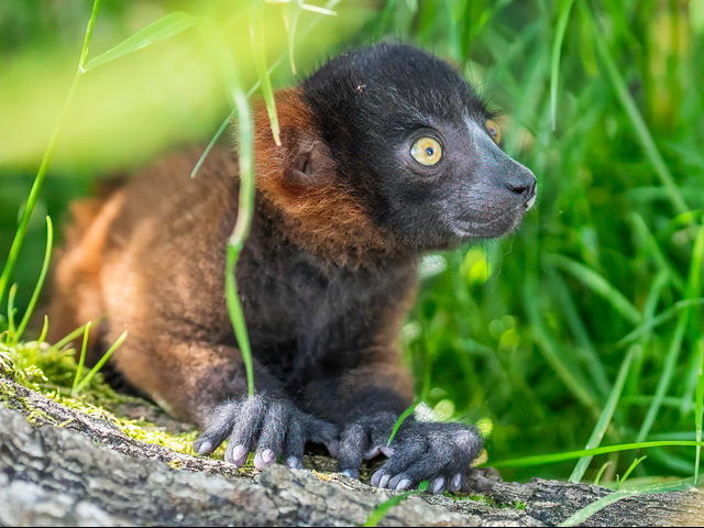 Erneut Nachwuchs bei den Roten Varis