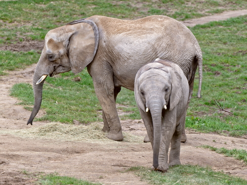 Elefanten - Die grauen Riesen