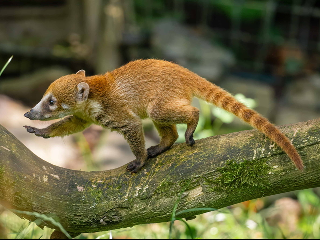 Nachwuchs bei den Weißrüssel-Nasenbären 