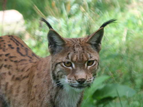 Tierische Redewendungen