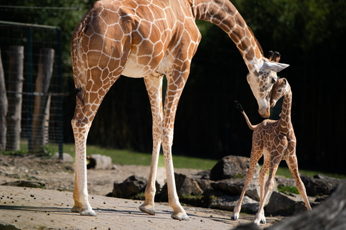 Bereits zahlreiche Jungtiere im Opel-Zoo