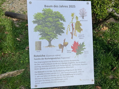 Zum Tag des Baumes am 25.4.25
