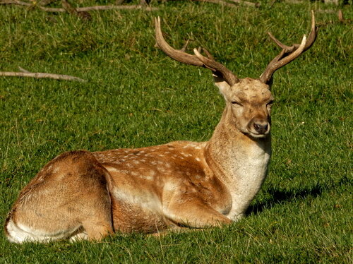 Wozu trägt der Hirsch sein Geweih und warum sind Entenmänner bunt?