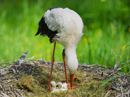 Alle (Jung-) Vögel sind schon da...