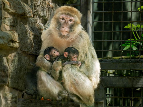 Seltene Zwillingsgeburt im Opel-Zoo