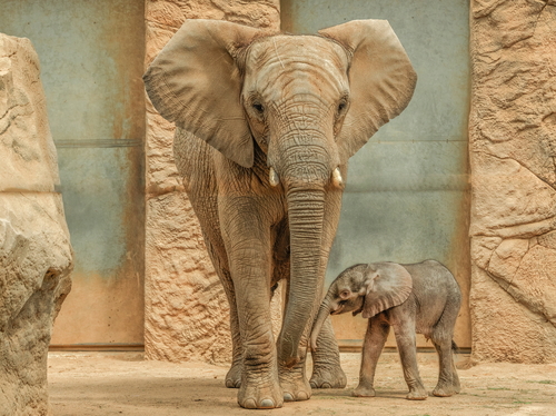 Elefantengeburt im Opel-Zoo