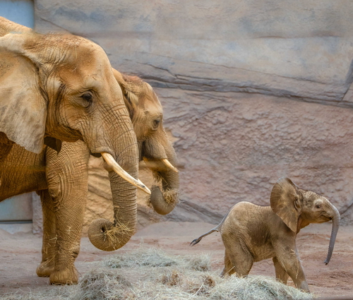 Öff. Führung: Elefanten - die grauen Riesen