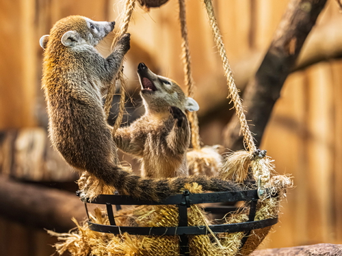 Drei Jungtiere bei den Weißrüssel-Nasenbären