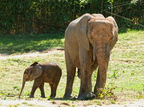 Spätsommer-Highlight im Opel-Zoo