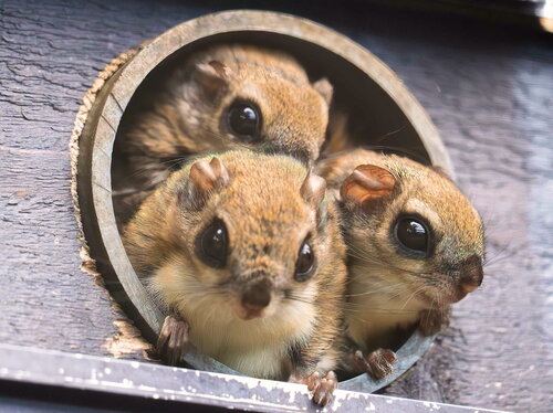 Tiere, die (fast) keiner kennt