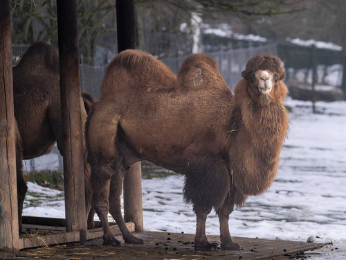 Wintervorbereitung - Futterlager, Fettpolster u.v.m.