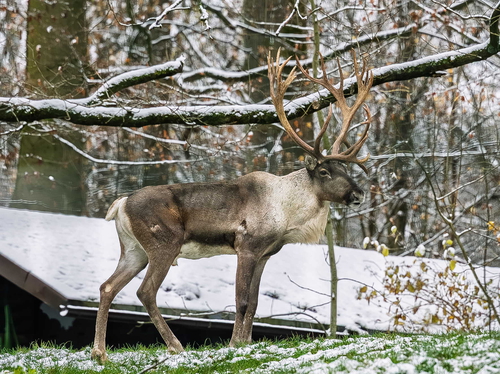 Winterstrategien im Tierreich 
